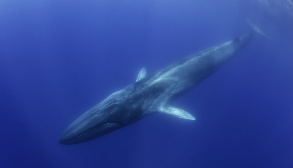 Whale watching in the Azores with volcanic island landscape