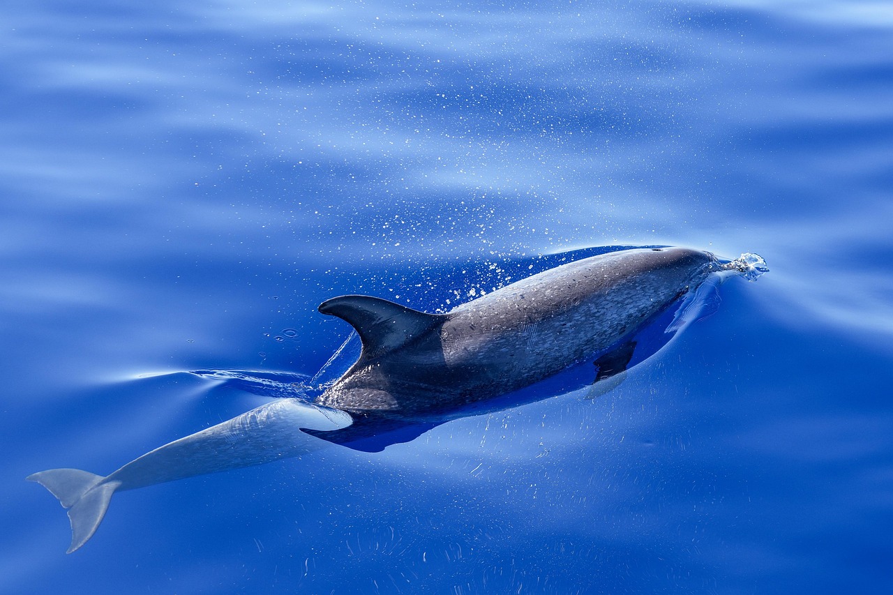 Atlantic spotted dolphins in clear Bahamian waters