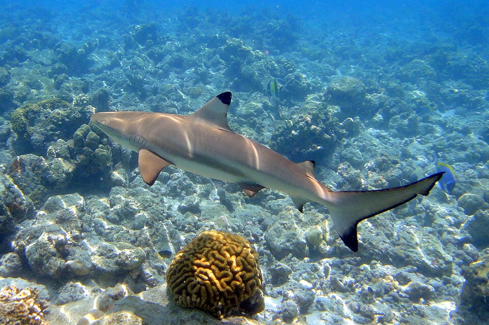 Blacktip shark swimming in shallow blue water