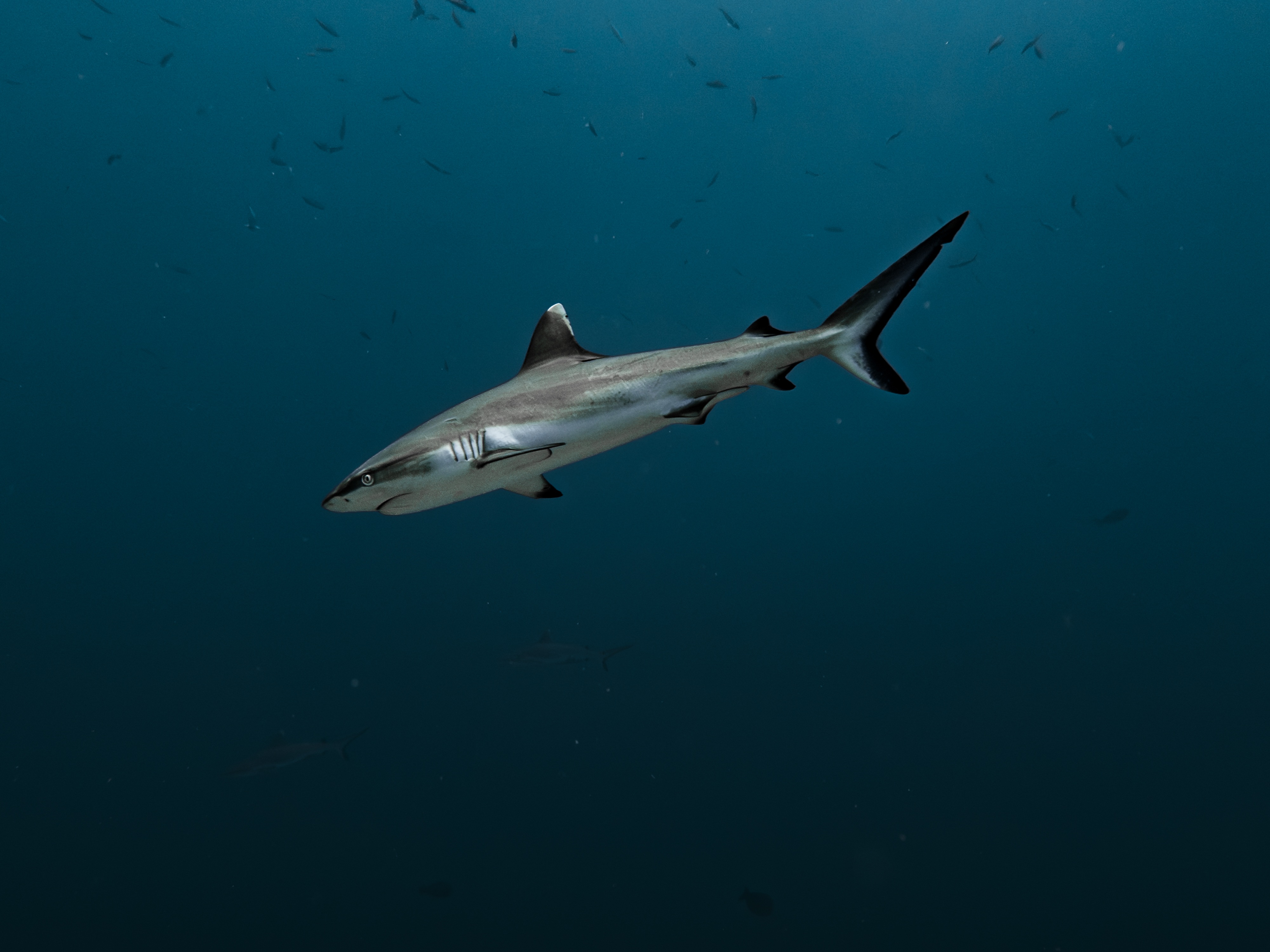 Blacktip shark swimming through blue water