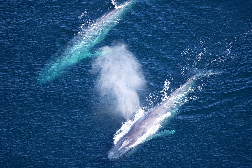 Blue whale surfacing in the ocean - the largest animal on Earth