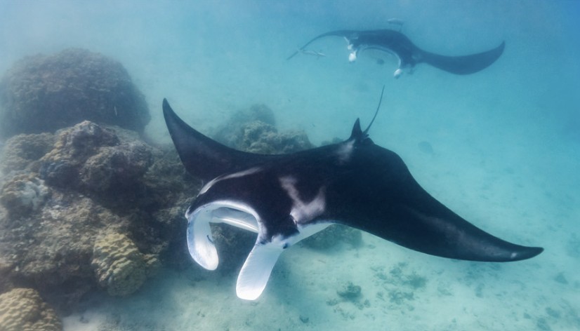 Diver with manta ray in Bora Bora lagoon