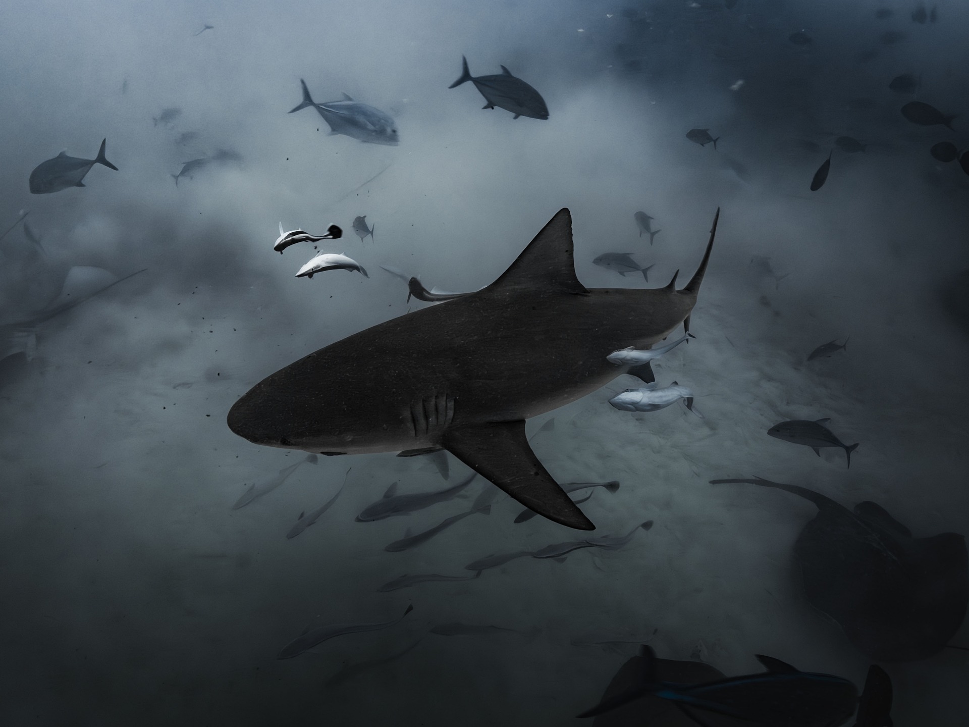 Bull shark swimming over a sandy bottom