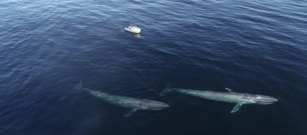 Blue whale surfacing off the coast of California with Monterey Bay in background