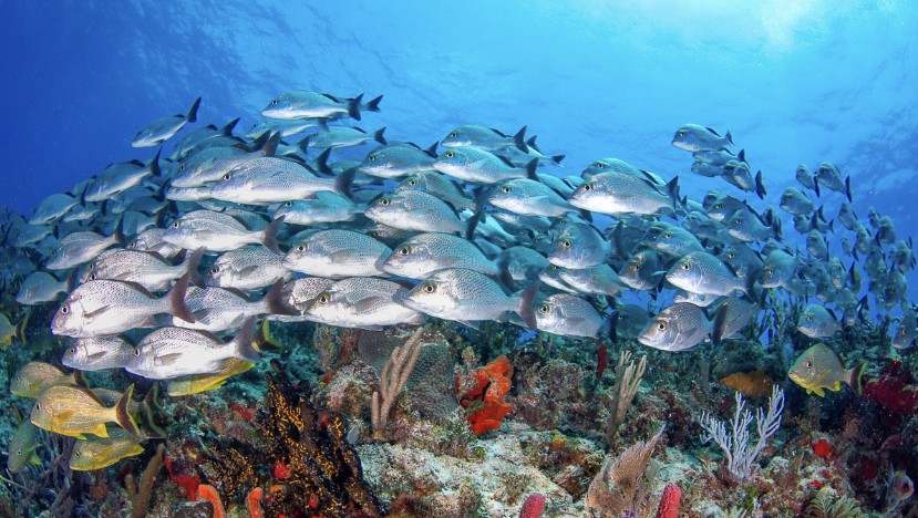 Crystal clear turquoise waters and coral reefs in Cozumel Mexico