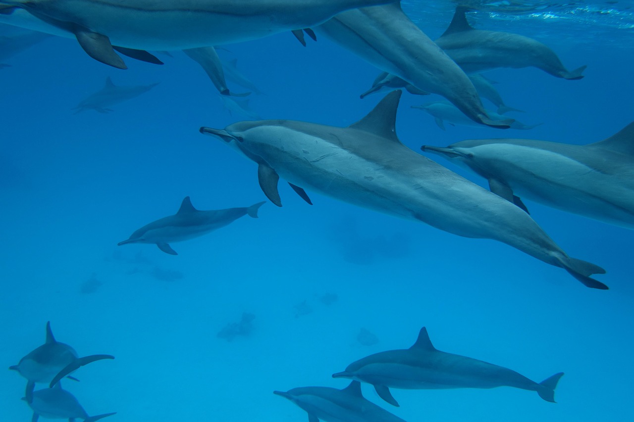 Pod of wild dolphins swimming in clear blue water