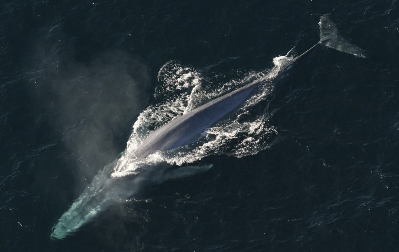 Whale watching boat in Iceland with dramatic coastal scenery