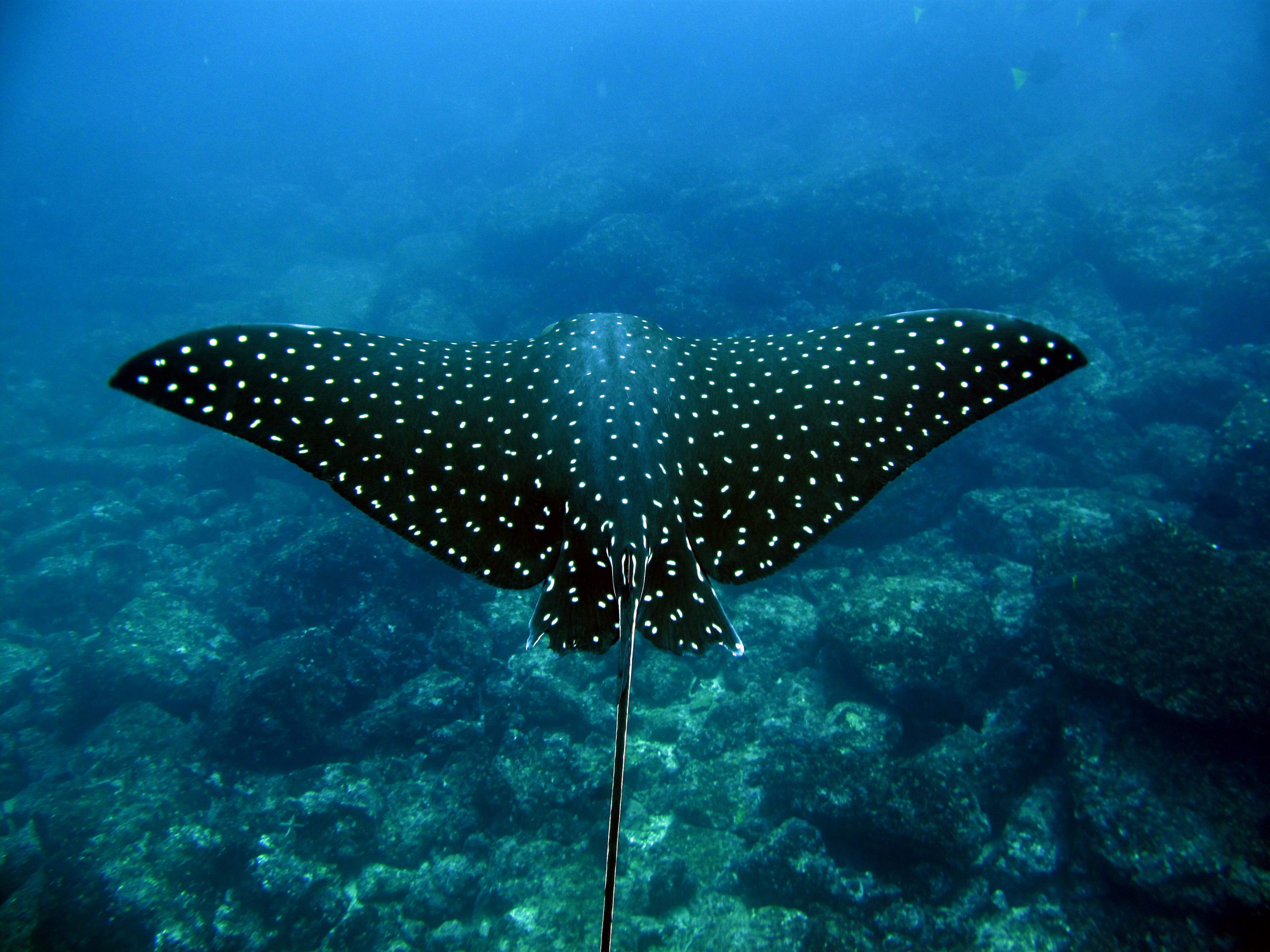 Isla del Caño with crystal clear waters, white-tip reef sharks, and abundant marine life