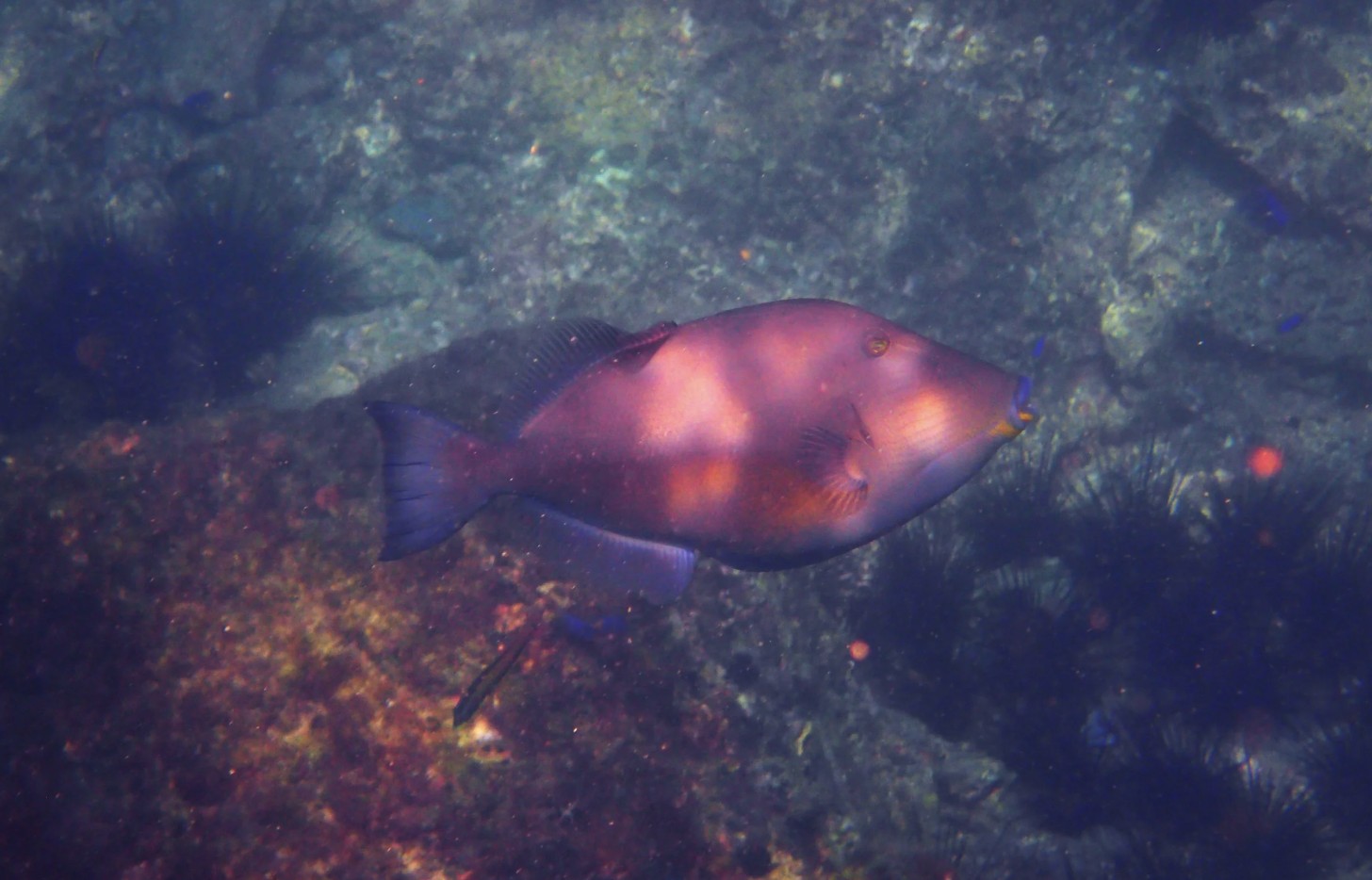 Isla Tortuga with white sand beach, turquoise water, and volcanic rock reefs