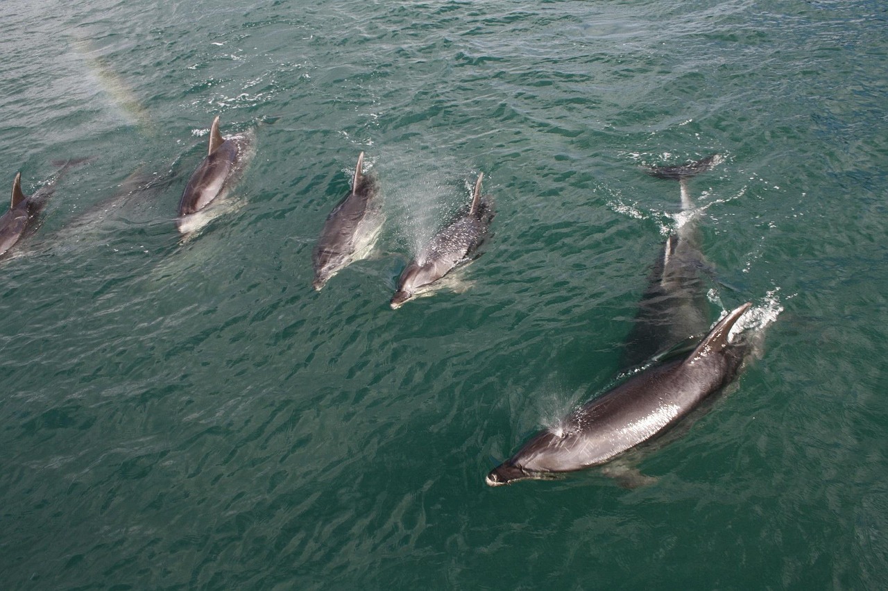 Large pod of dusky dolphins off Kaikōura, New Zealand