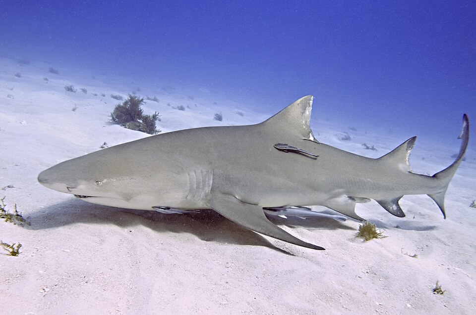Lemon shark swimming over a shallow sandy bottom