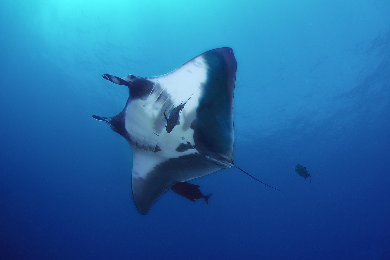 Manta ray gliding over coral reef at Lighthouse Bay Ningaloo