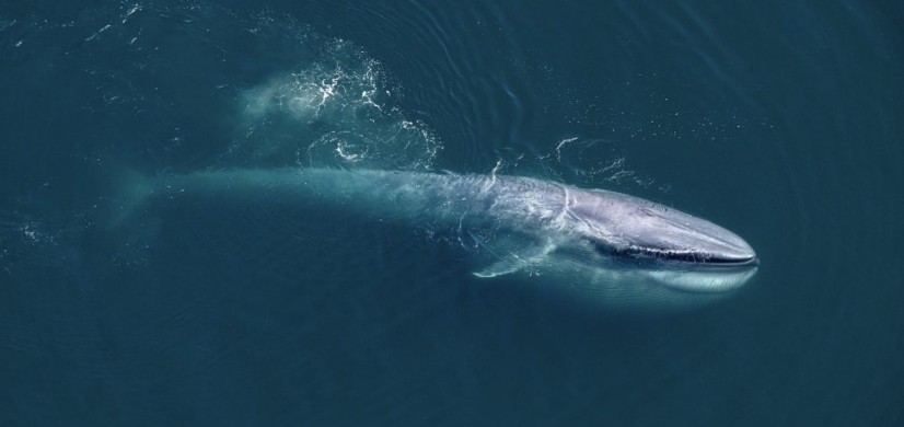 Blue whale in the Sea of Cortez near Loreto Mexico
