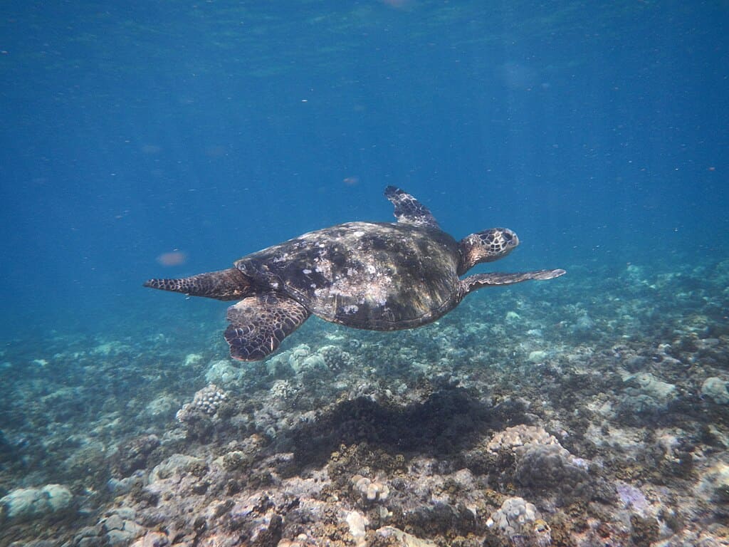 Snorkeling in Maui, Hawaii - crystal clear waters at one of the best places to snorkel