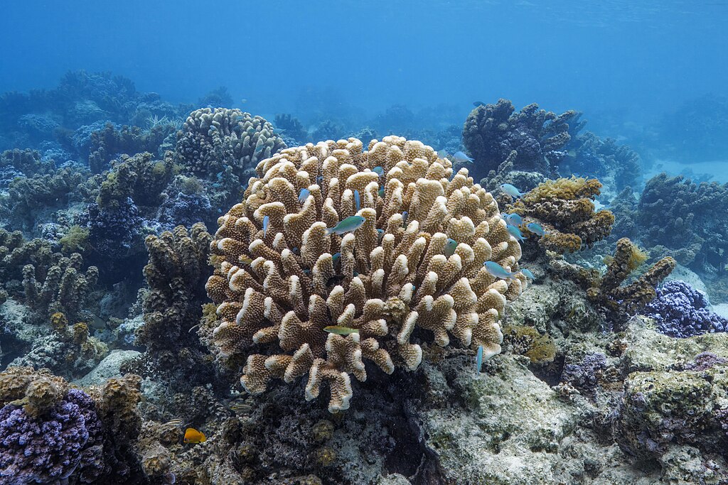 Diver with lemon sharks in Moorea
