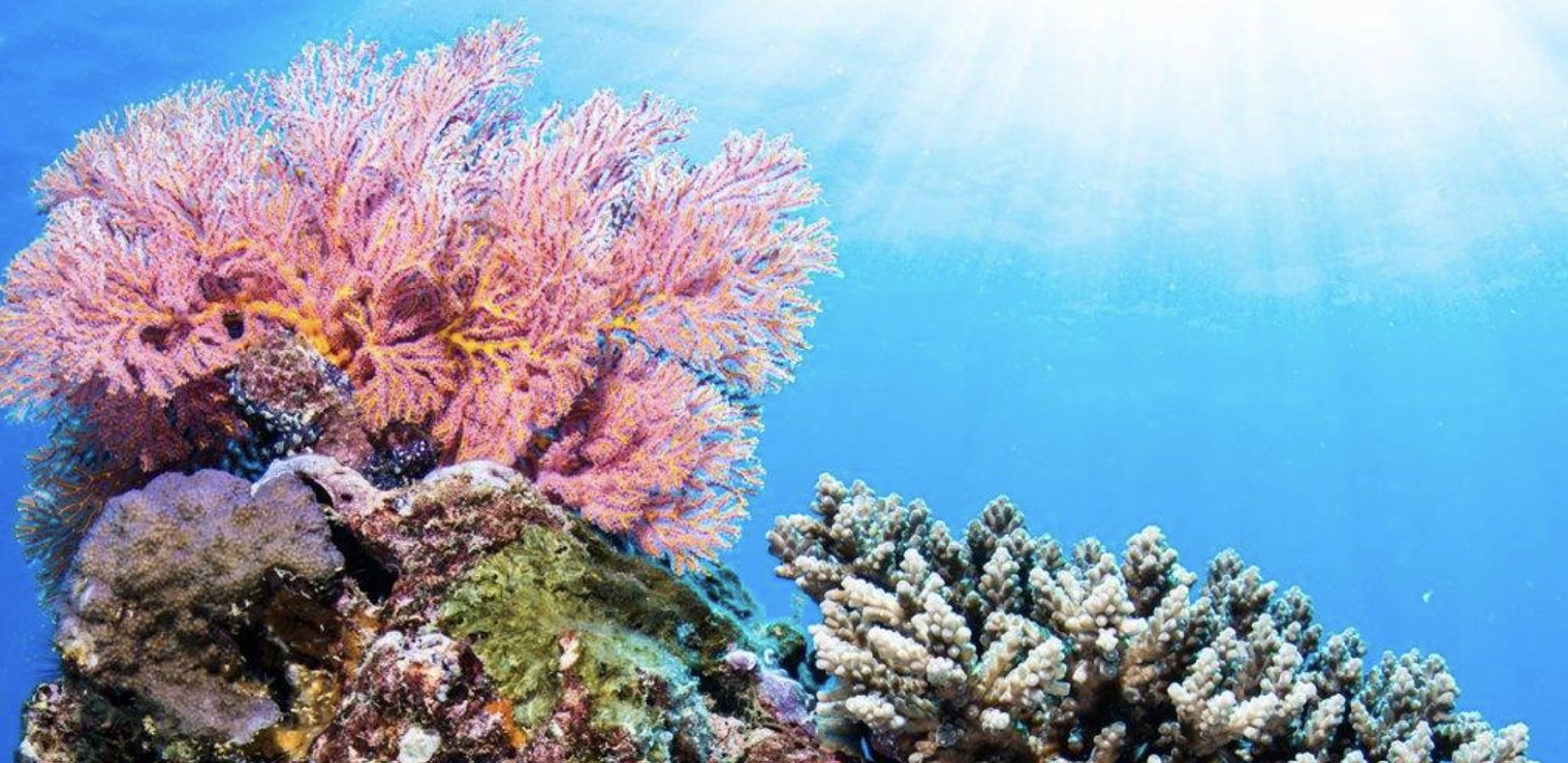 Pristine coral reef and tropical fish at Muiron Islands Ningaloo