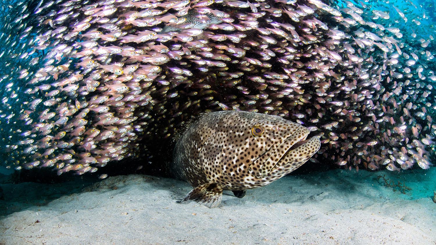 Colorful coral and fish beneath Navy Pier at Ningaloo