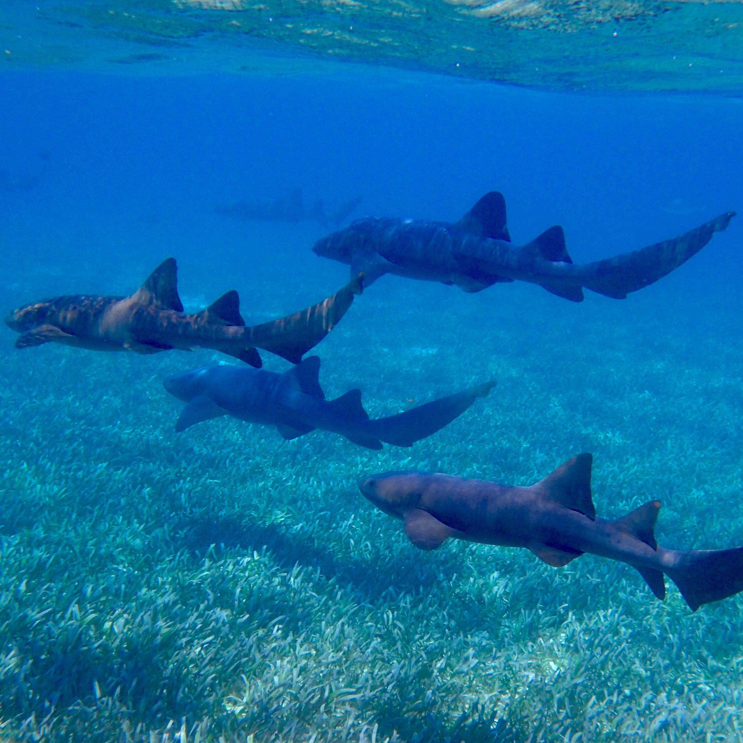 Nurse shark resting on the sand under a reef ledge