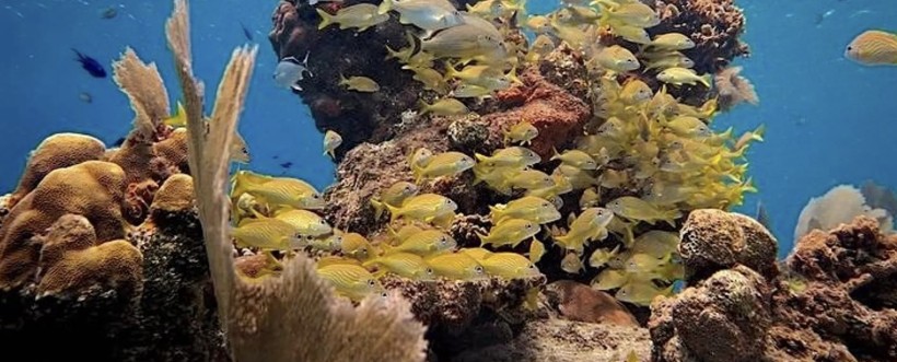 Colorful coral formations at Paradise Reef Cozumel