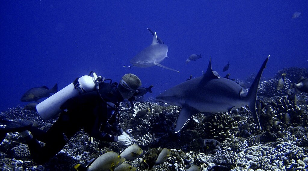Diver drifting with sharks at Tiputa Pass Rangiroa