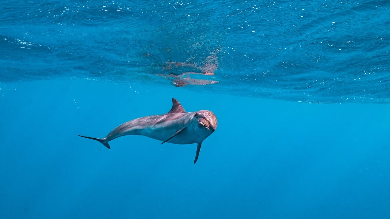 Spinner dolphins swimming in clear Red Sea water