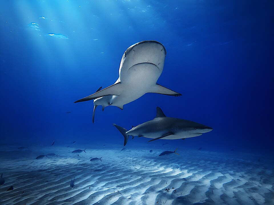 Caribbean reef shark swimming along a reef wall
