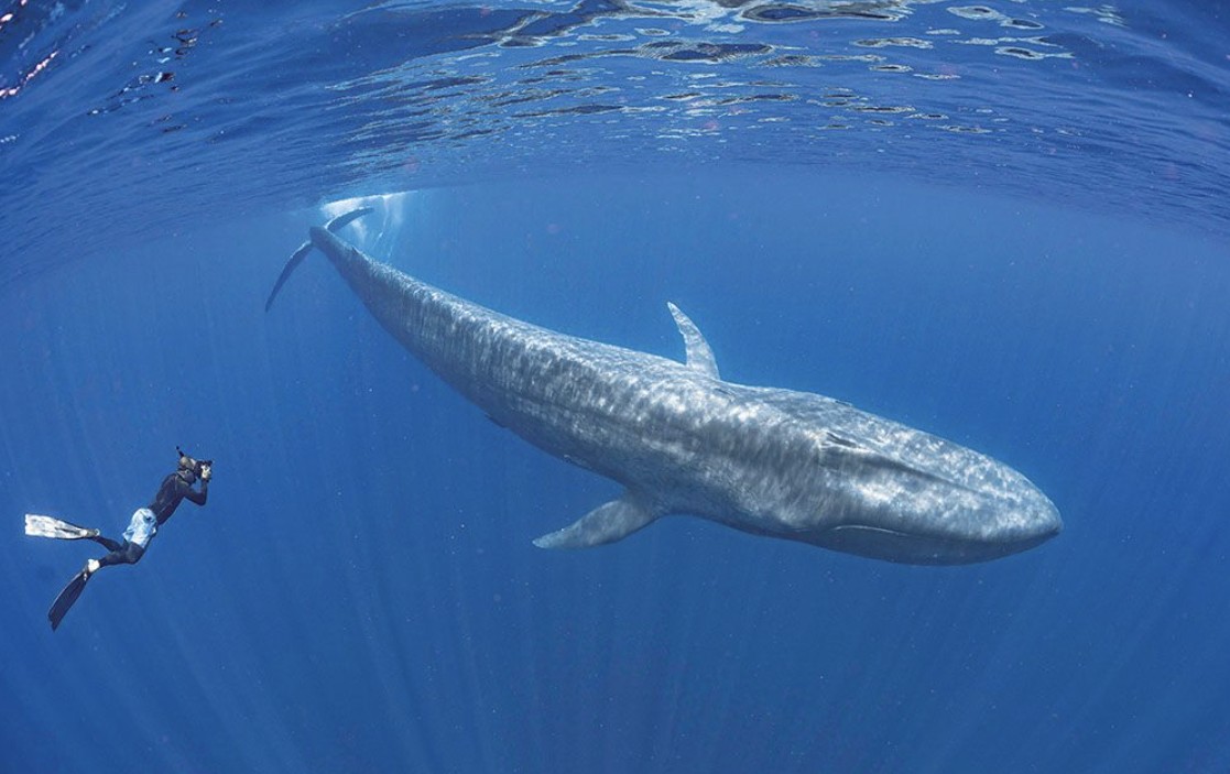 Blue whale off the coast of Sri Lanka near Mirissa