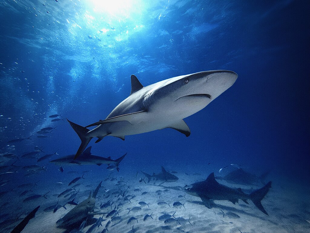 Diver surrounded by sharks underwater