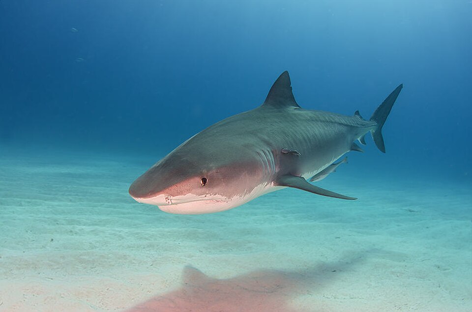Tiger shark swimming over a sandy bottom
