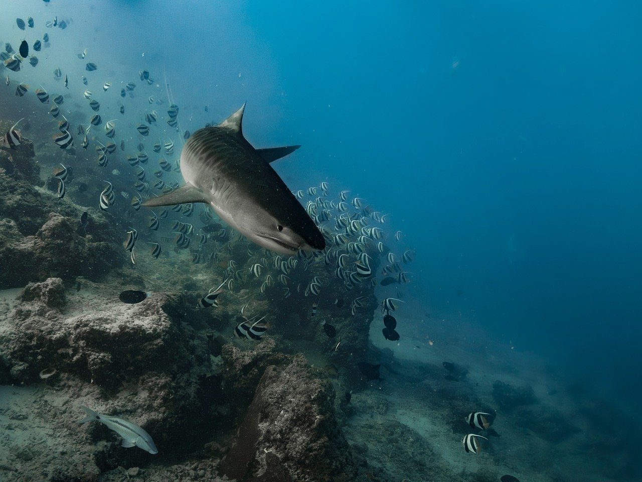 Sharks swimming in clear Atlantic water