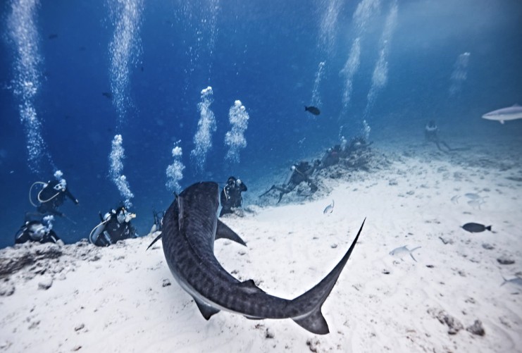 Multiple sharks in clear tropical water