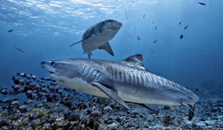 Pelagic sharks in deep blue water
