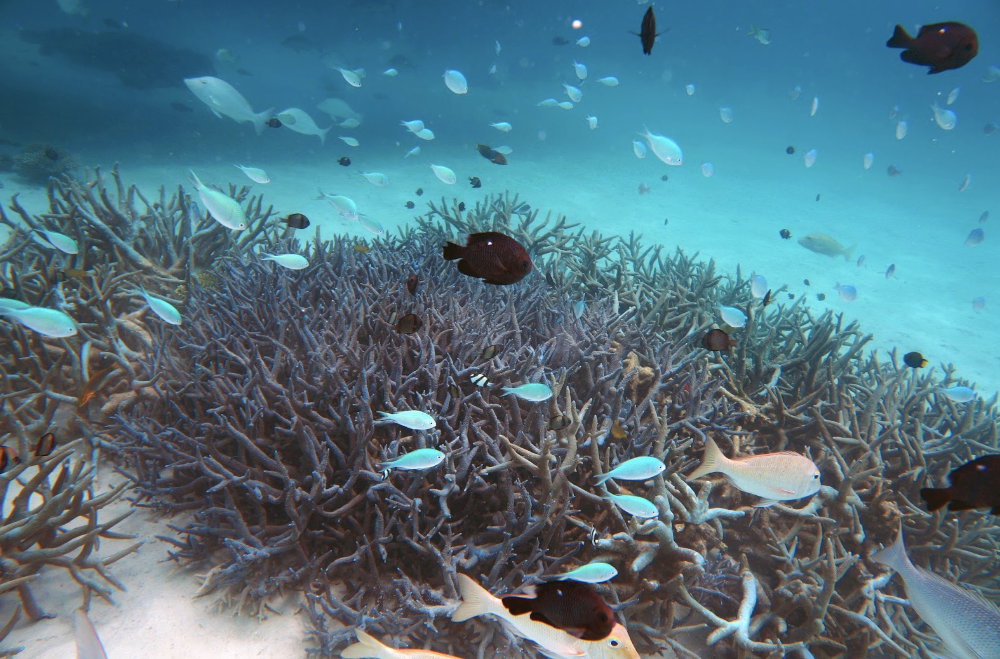 Crystal clear turquoise waters at Turquoise Bay with coral visible beneath the surface