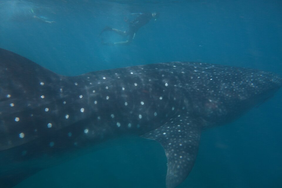Whale shark swimming in open blue water near Cancun