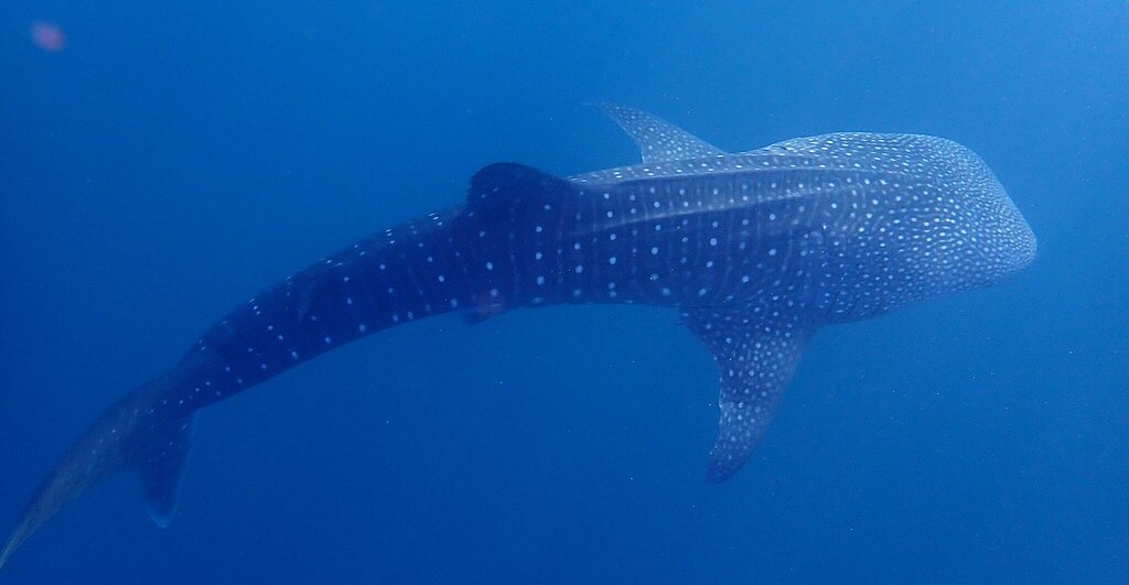 Snorkeler swimming alongside a whale shark near Cancun Mexico