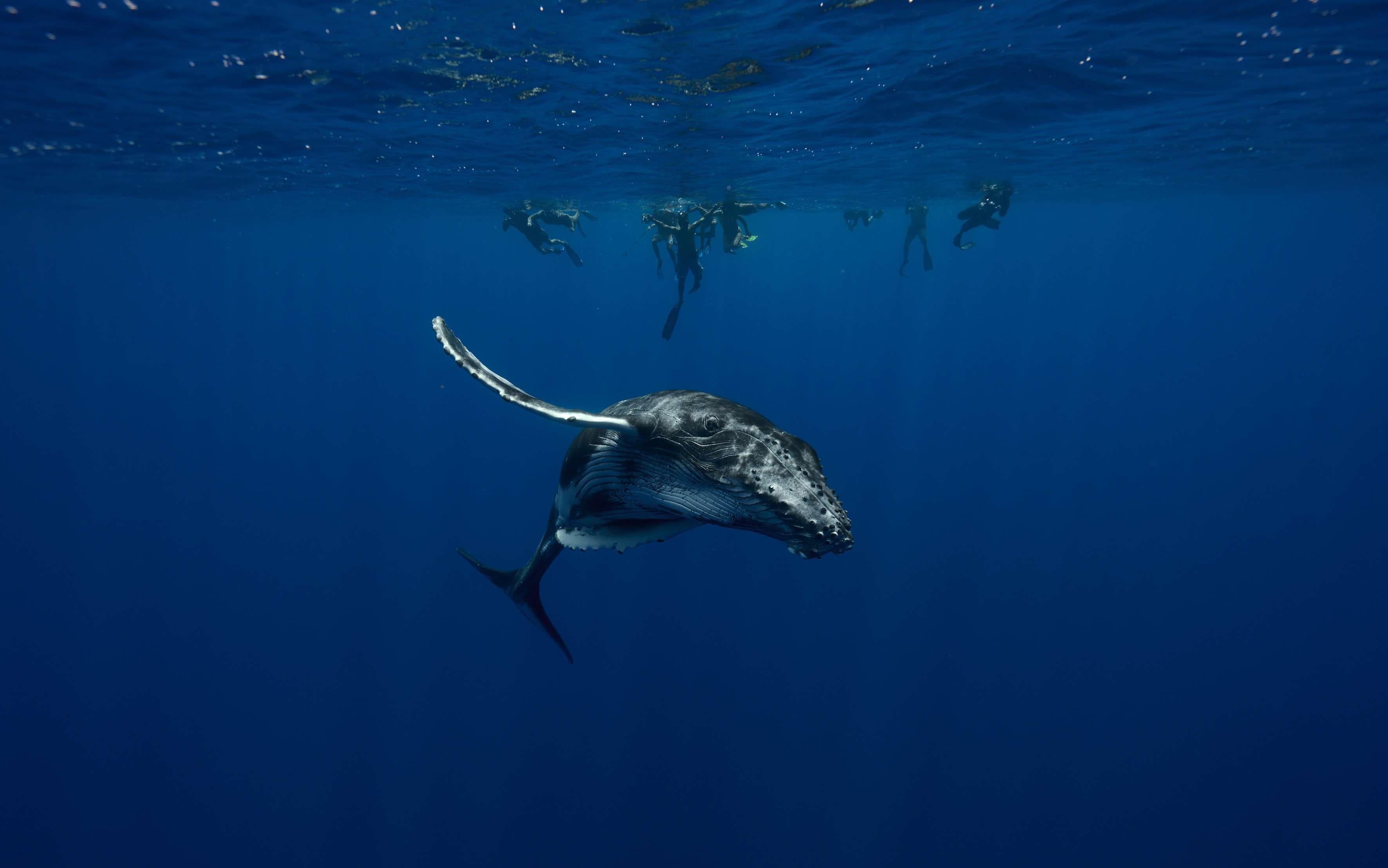 The Importance of Wildlife Tourism