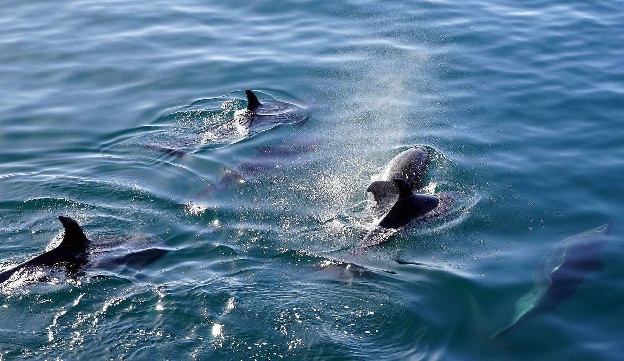 Bottlenose dolphins off the coast of Zanzibar