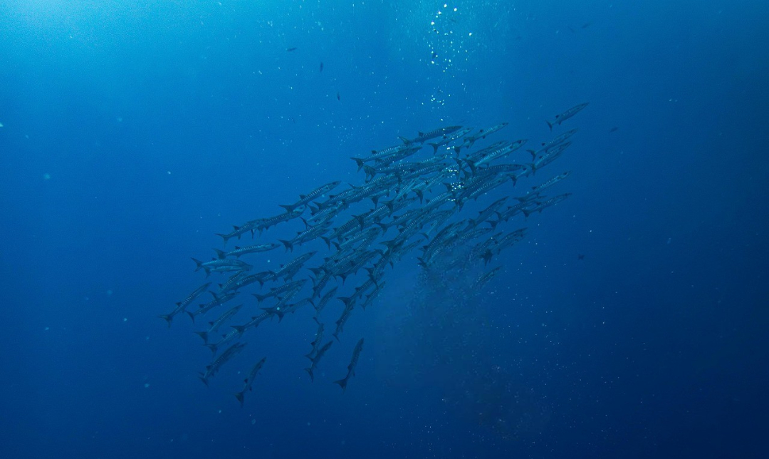 Scuba diving background