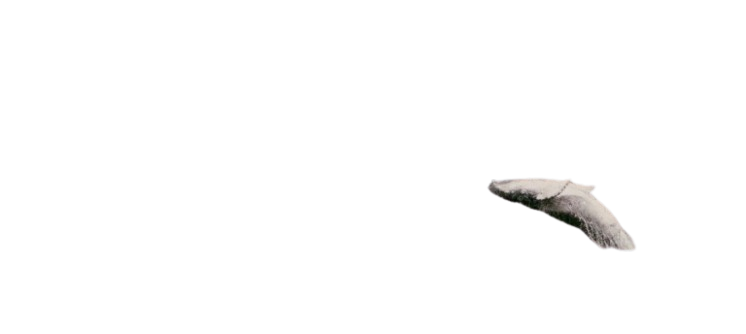Whale overlay
